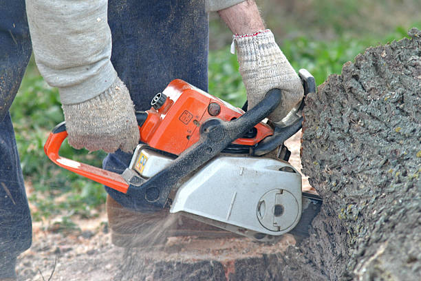 Best Tree Removal Service  in Weirton, WV